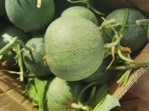 程少商在线吃瓜,揭秘娱乐圈幕后风云