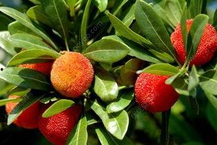 杨梅吃瓜的视频,趣味横生美食对决