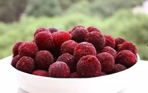 杨梅吃瓜的视频,趣味横生美食对决