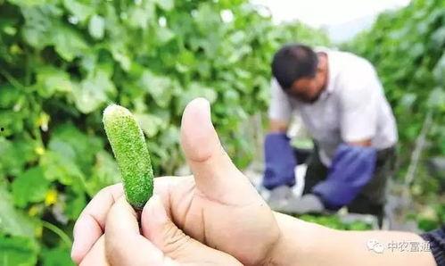 吃瓜群众黄瓜种植