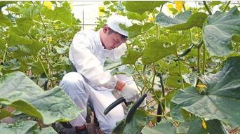 吃瓜群众黄瓜种植