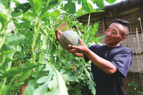 吃瓜群众黄瓜种植