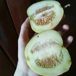 吃哈密瓜甜瓜视频,视频揭秘口感与营养大比拼