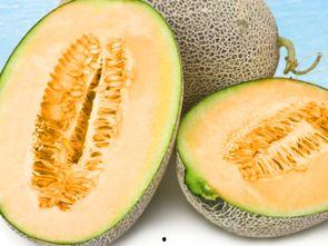 吃哈密瓜甜瓜视频,视频揭秘口感与营养大比拼