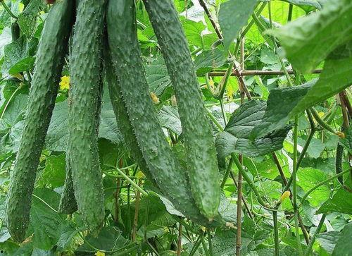 楼内吃瓜,邻里间的趣味生活瞬间