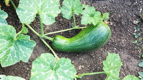 瓠瓜种植吃肥嘛,科学施肥，丰收在望