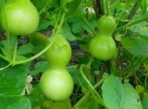 瓠瓜种植吃肥嘛,科学施肥，丰收在望