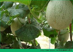 天天吃哈密瓜会胖吗,天天享用，体重管理两不误