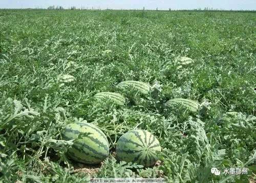 陇南徽县吃瓜事件,一场引发社会关注的误会风波