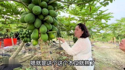 美美姐天天吃瓜,揭秘娱乐圈那些事儿