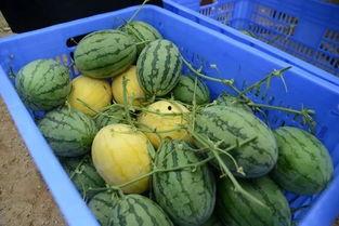 吃瓜群哪里加,揭秘神秘社交圈的秘密入口