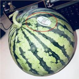 网红门吃瓜,吃瓜群众围观娱乐圈风云变幻