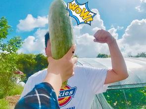 网红门吃瓜,吃瓜群众围观娱乐圈风云变幻