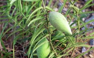 小时候吃的水瓜是什么,那碗清甜水瓜汤的滋味