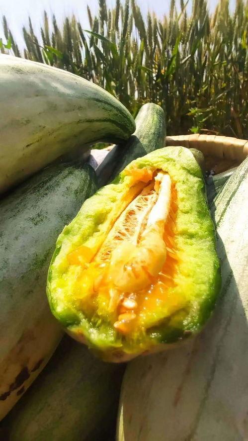 安静吃瓜特效,尽享生活美好——揭秘安静吃瓜的神奇魅力