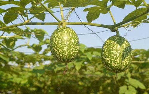 孕期可以吃吊瓜吗,安全享用吊瓜的时机与建议