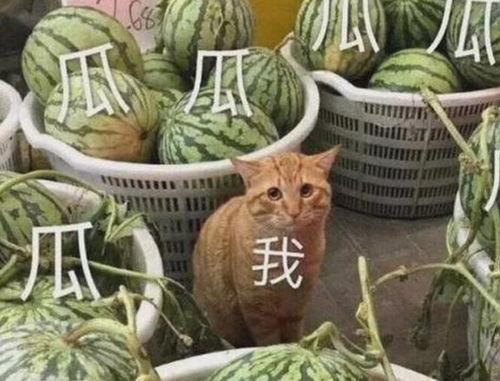 在 豪门吃瓜,揭秘豪门背后的吃瓜故事