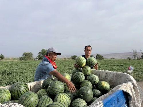 黄河滩吃瓜图,夏日风情尽收眼底