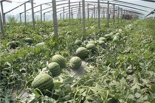 青岛学生吃瓜群众免费吃瓜微信区,微信区掀起夏日狂欢热潮