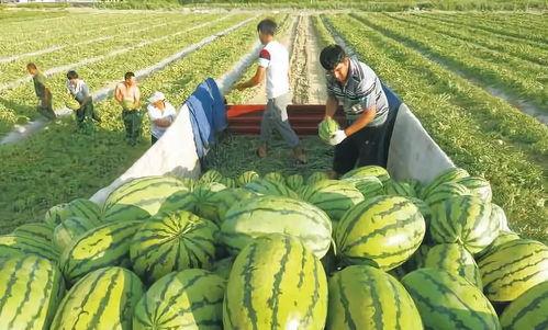 中山侨中吃瓜,揭秘“吃瓜”背后的故事
