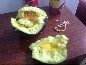 吃瓜就吃籽儿,探寻吃瓜就吃籽儿的独特魅力