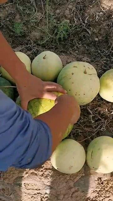 吃瓜就吃籽儿,探寻吃瓜就吃籽儿的独特魅力