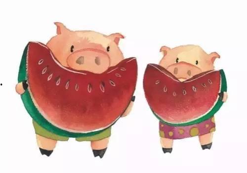 猪吃梨瓜,猪儿欢享梨瓜美味时光