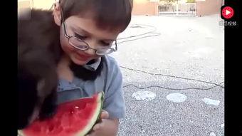 猴子吃瓜演讲视频,揭秘网络热门视频背后的趣味与思考