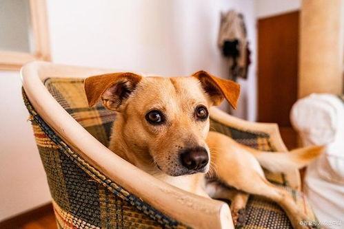 狗狗大罗罗吃瓜,大罗罗的瓜田奇遇记