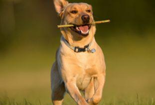 狗狗大罗罗吃瓜,大罗罗的瓜田奇遇记