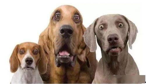 狗狗大罗罗吃瓜,大罗罗的瓜田奇遇记