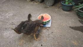 鸭子吃洋瓜吗怎么吃,探索鸭嘴下的洋瓜美味