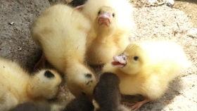 鸭子吃洋瓜吗怎么吃,探索鸭嘴下的洋瓜美味