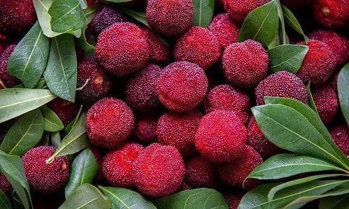 晚上吃哈密瓜吃杨梅,哈密瓜与杨梅的甜蜜邂逅