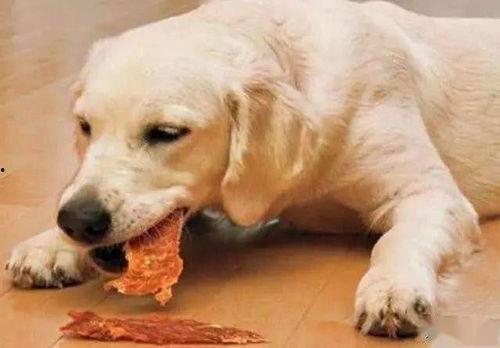 狗子吃瓜沙雕视频,萌态十足引网友爆笑