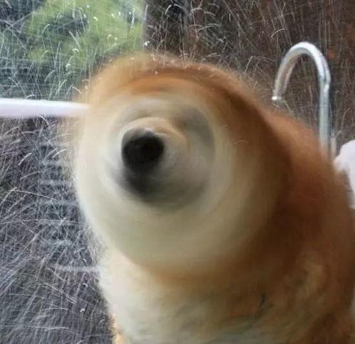 狗子吃瓜沙雕视频,萌态十足引网友爆笑