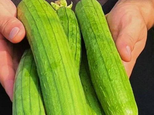 吃的瓜蔬菜有哪些,常见瓜菜品种大盘点