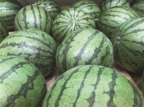 饭店吃的瓜头是什么瓜